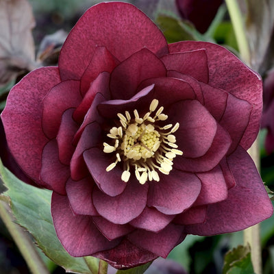 The Queen of Spring Flowers: The Hellebore