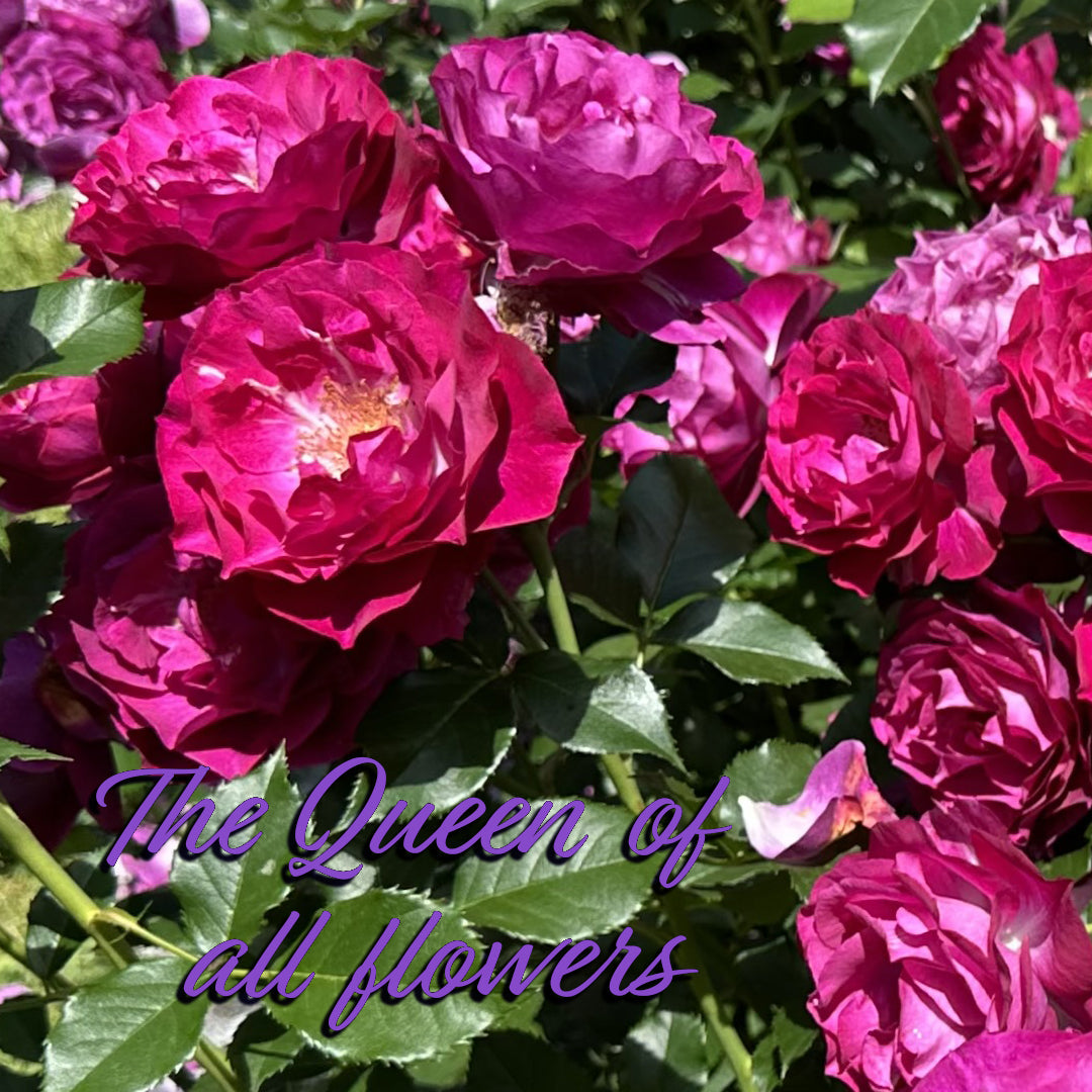The Queen of All Flowers; A Rose Primer – Diane Kennedy